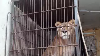 "Дикие вопли из фургона": проверка передвижного цирка подтвердила опасения павлодарцев