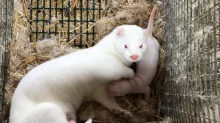 В Италии запретят разведение животных на мех и закроют все зверофермы