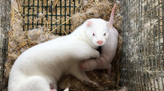 В Италии запретят разведение животных на мех и закроют все зверофермы