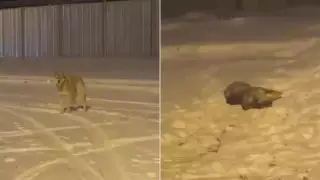 Видео с "волком" в Нур-Султане прокомментировали в полиции