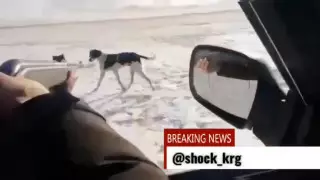 "Убили тазы": отлов собак с ошейниками вызвал резонанс в Карагандинской области