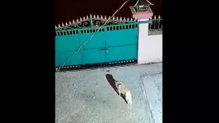 "Нет шансов". Нападение леопарда на собаку попало на видео