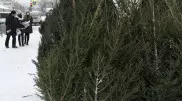 Депутат назвал вандализмом вырубку елей для Нового года