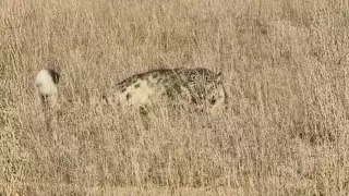 Снежного барса засняли в степи в Алматинской области