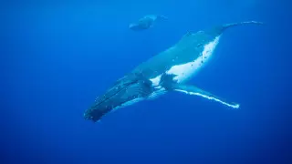 Температура Мирового океана достигла показателей нового рекорда температуры