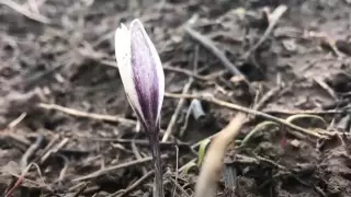Подснежники расцвели в Туркестанской области