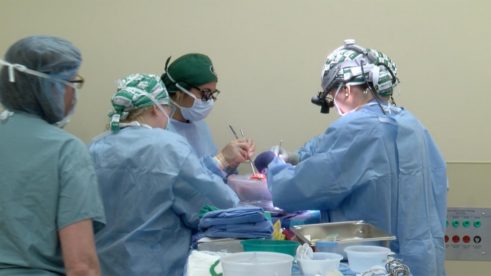 Хирурги из США впервые пересадили человеку сразу две свиные почки