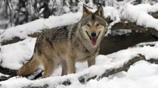 "На грани исчезновения?" Проблему волков подняли в Казахстане