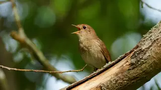 Соловей выбран птицей года в Казахстане