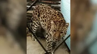 В Семей привезли краснокнижного леопарда