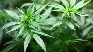 Таиланд декриминализовал марихуану