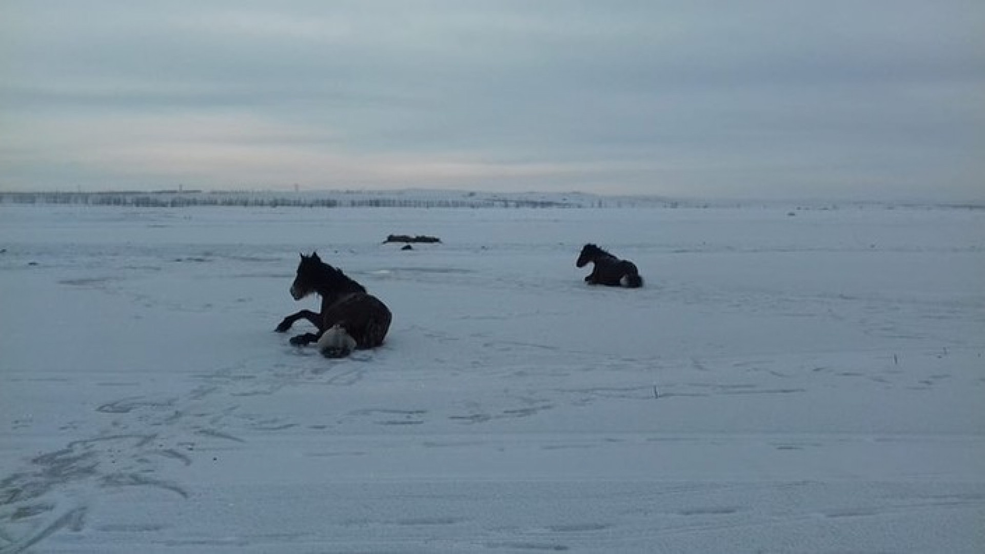 Лошади утонули песня. Тонущая лошадь. Лошадь с телегой проваливается под лед. Лошадь плывет. Лошадка провалилась в сугроб.