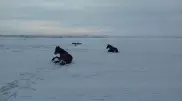 Провалившихся под лед лошадей спасли в ВКО