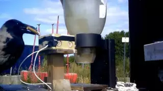 Диких ворон обучат собирать окурки с улиц в Швеции