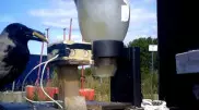 Диких ворон обучат собирать окурки с улиц в Швеции