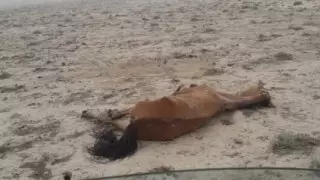 Мангистауские фермеры требуют снизить цену на корма