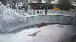 Появилось видео того, как мать сбросила ребенка в вольер с медведем