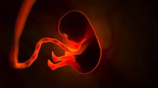 Китайские ученые создали нейросеть для искусственного оплодотворения