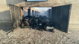 Пастух и более тысячи овец погибли при пожаре в Туркестанской области