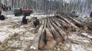 В Семее задержали группу лесорубов, уничтоживших более 130 деревьев
