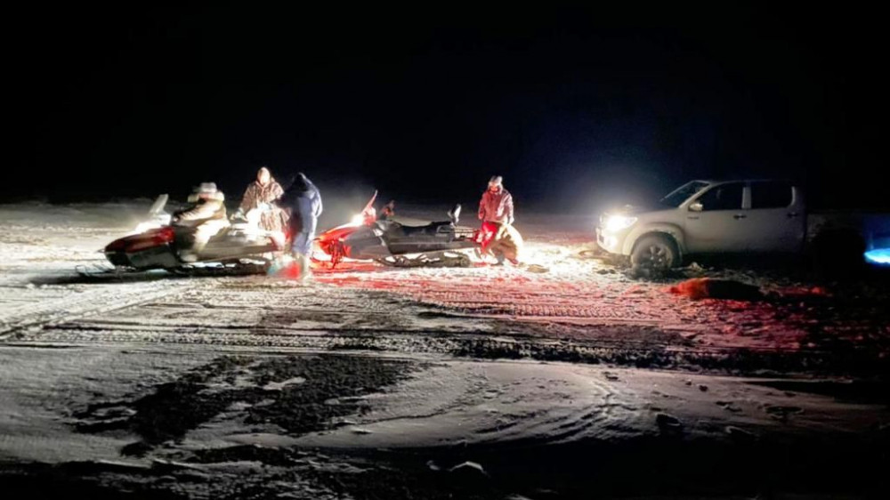 Волки зарезали потерявшееся стадо в Атырауской области