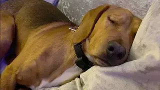 Загадочную болезнь у собак в Британии связали с кишечным коронавирусом