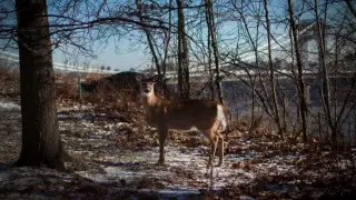 Ученые обеспокоены первым выявлением "омикрона" у животного