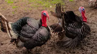 Высокопатогенный птичий грипп обнаружили у индеек в США