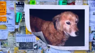 Катавшуюся на троллейбусах собаку, пропавшую до январских событий, вернули хозяевам в Алматы