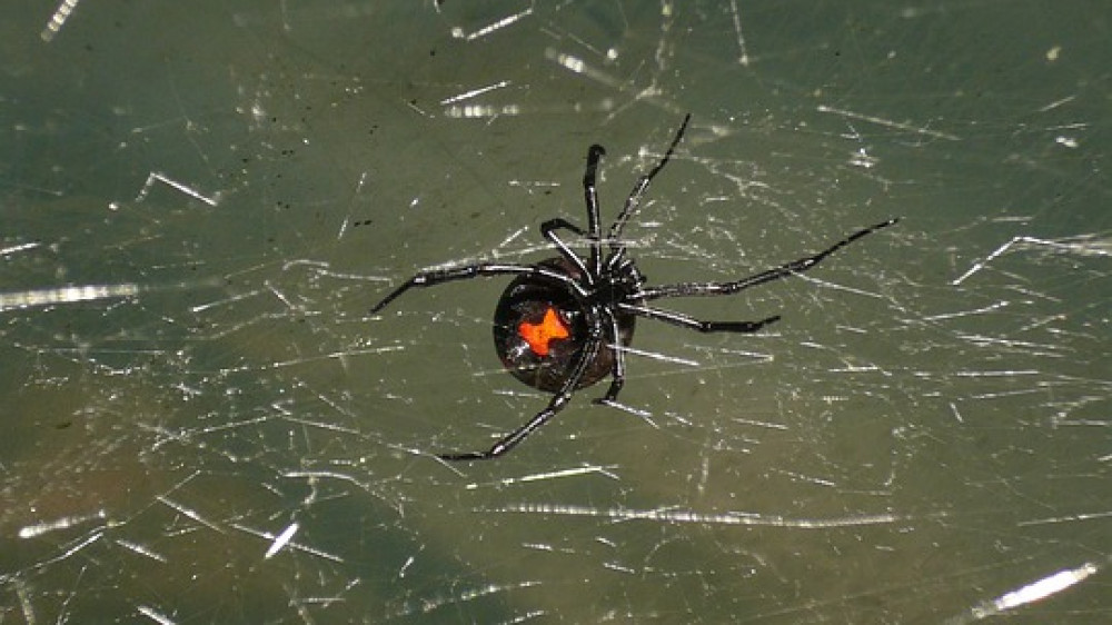 Ядовитых пауков обнаружили в винограде из сети супермаркетов в Австралии