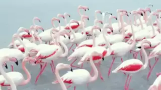 "Мекка орнитологии, как в Дубае". Фламинго вновь засняли на озере Караколь