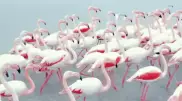 "Мекка орнитологии, как в Дубае". Фламинго вновь засняли на озере Караколь