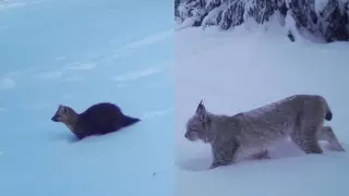 Рысь и соболь "попозировали" на камеру в заповеднике в ВКО