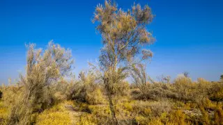 В Минэкологии рассказали, как собираются засеять осушенное дно Арала