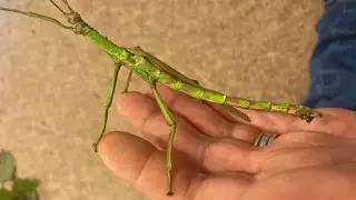 Первое двуполое насекомое зарегистрировали в Британии