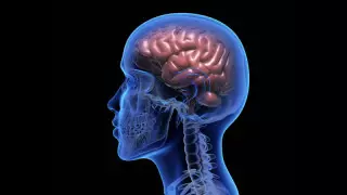 Врач-невролог назвала основные причины поражения сосудов мозга