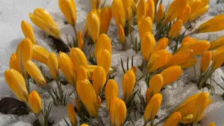 Каким будет март в Казахстане - синоптики