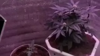 Костанаец обустроил у себя дома наркотеплицу