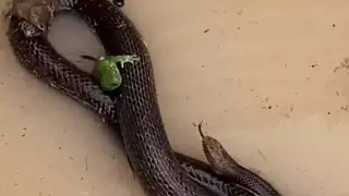 Змея, спасающая на своей спине мышей во время наводнения, удивила пользователей Сети