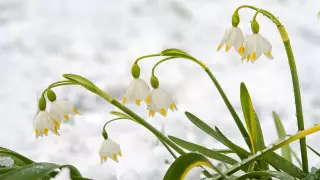 Каким будет март: прогноз от Казгидромета