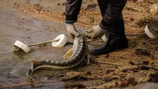 Мужчина получил 7 лет лишения свободы за находку на побережье Каспия