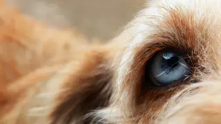 Акмолинец ворвался к соседям и зарезал собаку