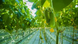 Владельцы теплиц в Южном Казахстане боятся разорения из-за дорогих комуслуг