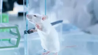 Ученые нашли способ обратить процесс старения клеток вспять