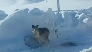 Выброшенный вместе с мусором пес остался его сторожить в ВКО