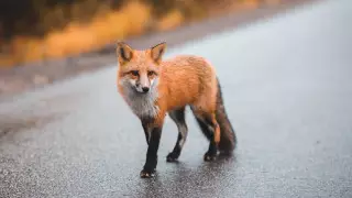 Лиса покусала двух женщин в Нур-Султане