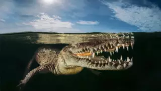 Челюсти и обезьяна на операции. Выбраны лучшие фото World Nature Photography Awards