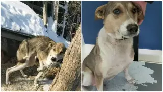 "Ее ждала мучительная смерть". Брошенную на цепи собаку спасли павлодарцы