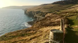 Акулу, возраст которой оценивается в 500 лет, выбросило на берег