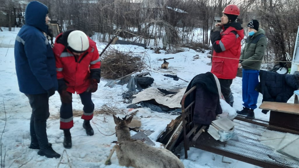Операцию по спасению косули развернули спасатели в Усть-Каменогорске